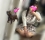 夢乃こあ　小柄Gｶｯﾌﾟ巨乳