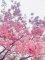 莉桜　(りお)