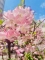 莉桜　(りお)
