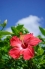 花　(はな)