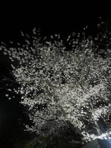 花　(はな)