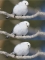 ひなた