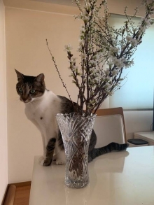 ひびき