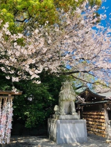 さくら