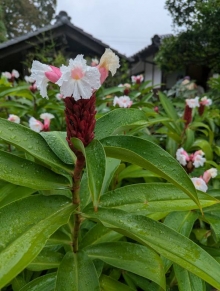 やよい