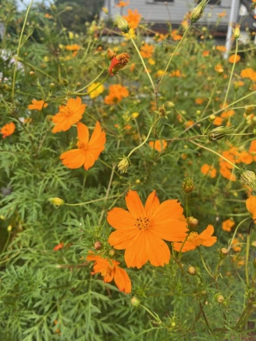 花です🌺