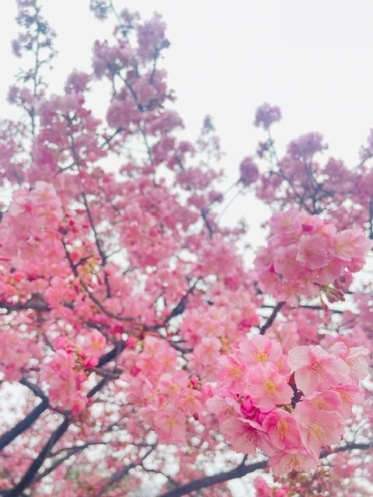 おはようございます☀️莉桜です🌸