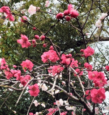 昨日一昨日ありがとうございます🌷