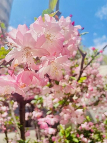おはようございます✨莉桜です🌸