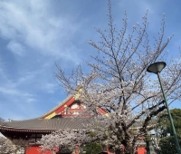 おはようございます🌸
