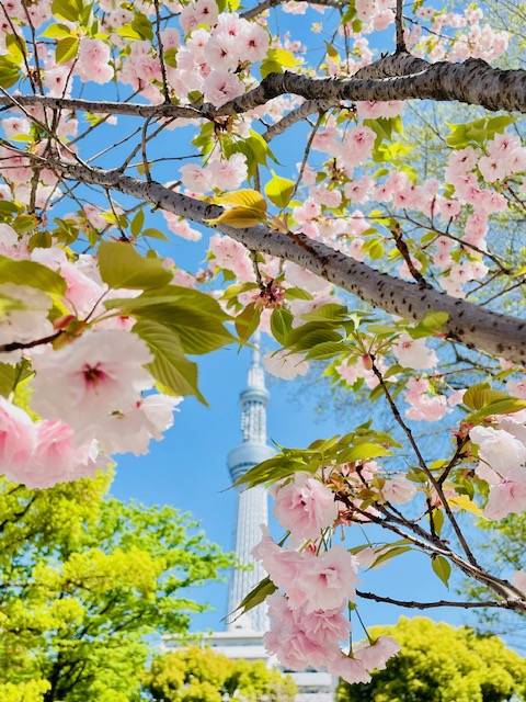 おはようございます！莉桜です🌸