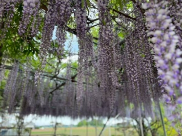こんにちは☀︎花です🌺