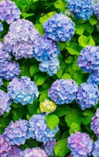 天音（あまね）