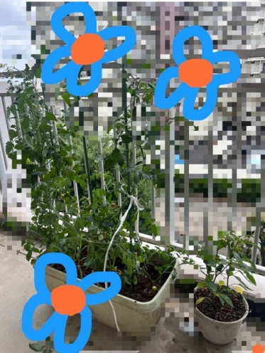 こんばんは🌙花です🌺