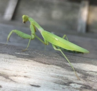 カマキリ