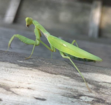 カマキリ