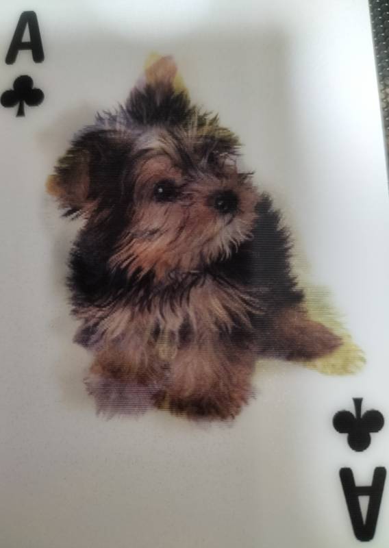 箱根の森美術館のトランプ🐩🃏