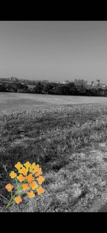 こんにちは☀︎花です🌺