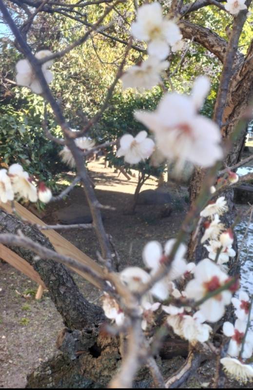 柴田亜美は美容家に💄🪞✨️