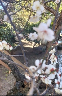 柴田亜美は美容家に💄🪞✨️