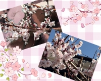 ポカポカ🌸☀️