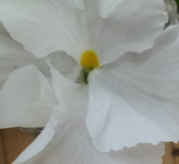 新ジキナIP錠💊