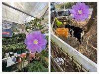 こんにちは☀︎花です🌺