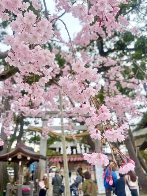 本日新小岩ルーム出勤です！