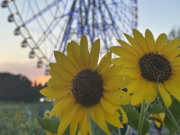 🌻ひまわり🌻