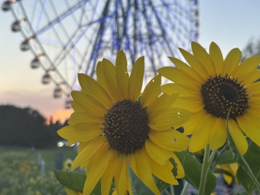 🌻ひまわり🌻