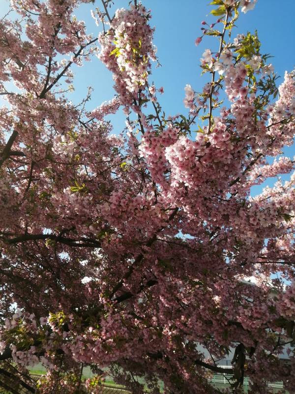 ありがとうございました