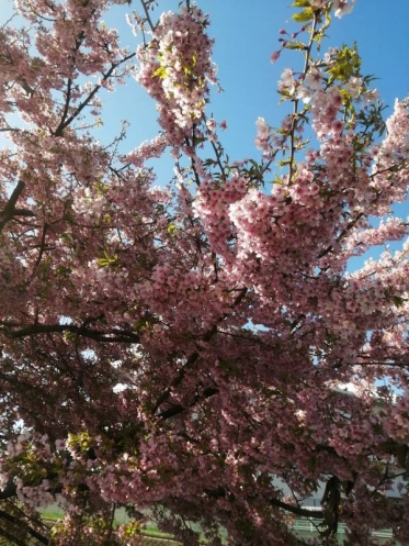 ありがとうございました