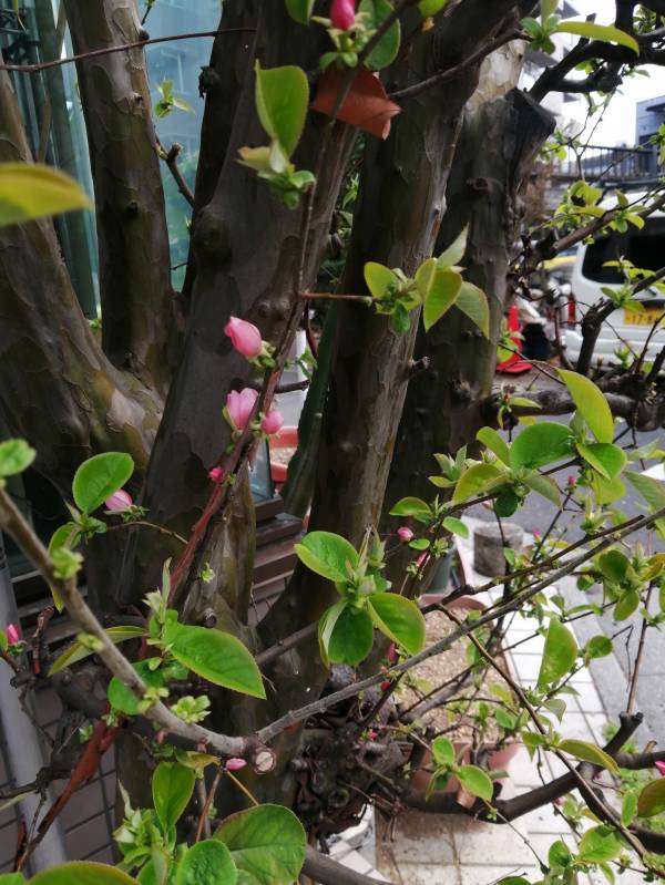 ありがとうございました