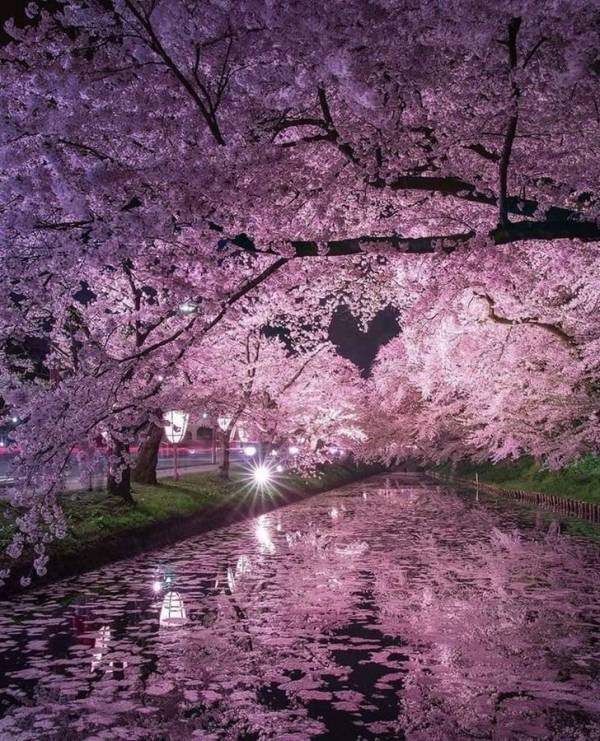 東京の桜🌸満開宣言