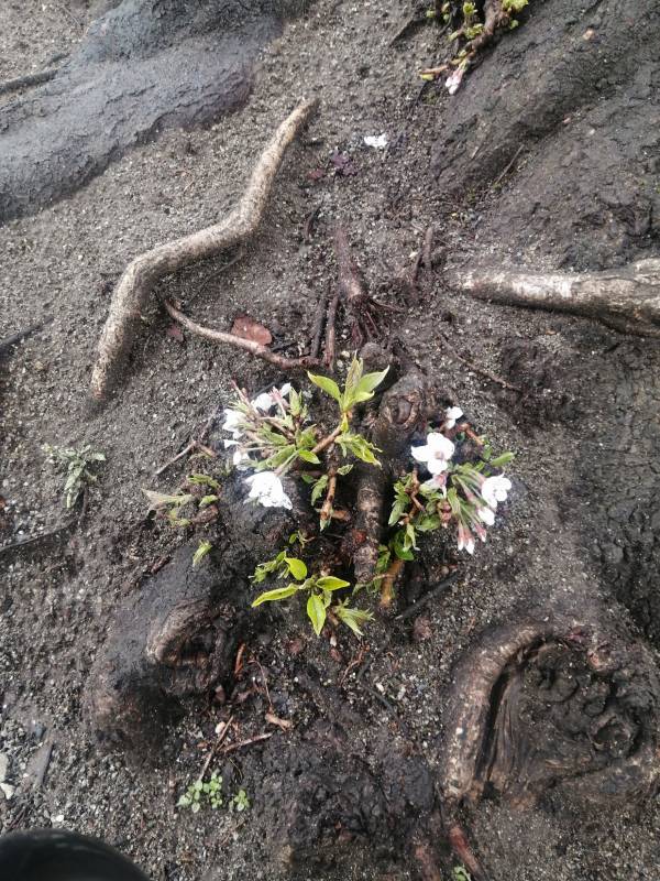 ありがとうございました