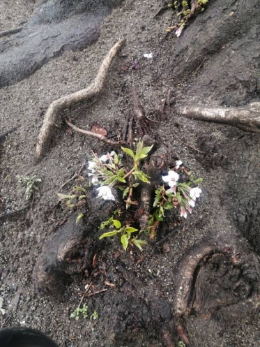 ありがとうございました