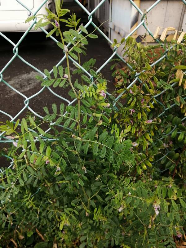 絡んで絡んで…(笑)