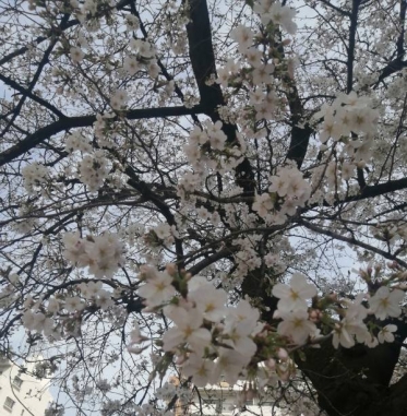 ありがとうございました