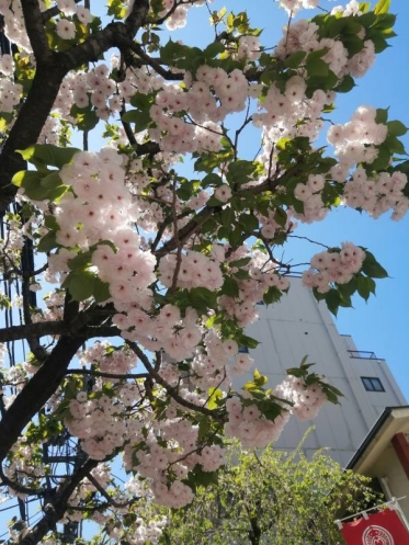 見ちゃった～ランドセル🎒