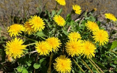 ありがとうございました