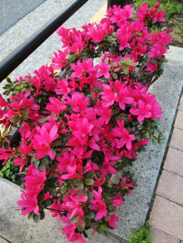 おはようございます