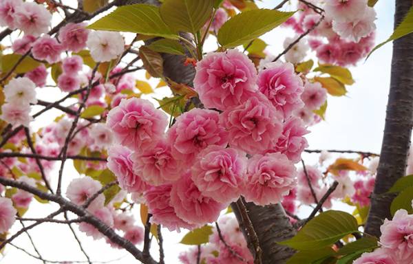 おはようございます