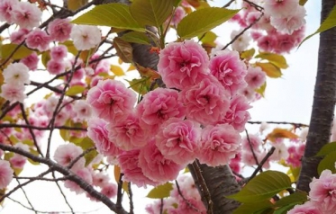 おはようございます