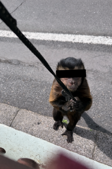 🐒