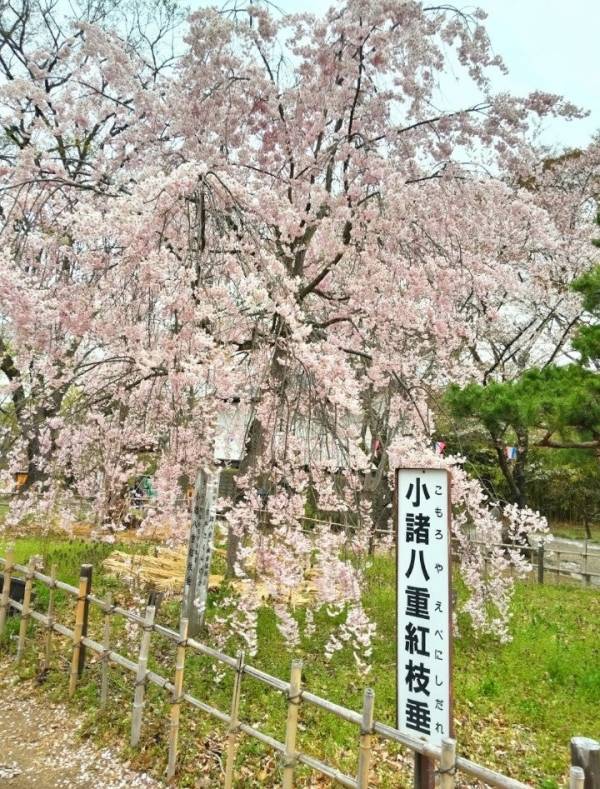 ありがとうございました