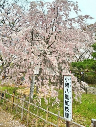 ありがとうございました