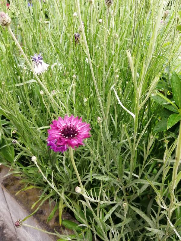 おはようございます