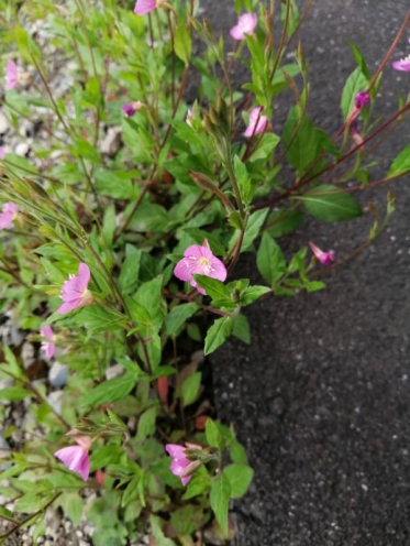 ありがとうございました