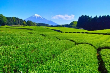 おはようございます