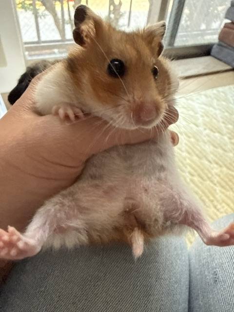 今週も
